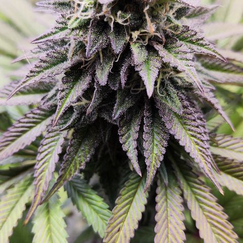 Watermelon growlog timeline photo