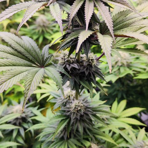 Watermelon growlog timeline photo