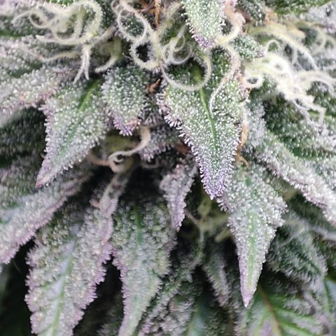 Watermelon growlog timeline photo
