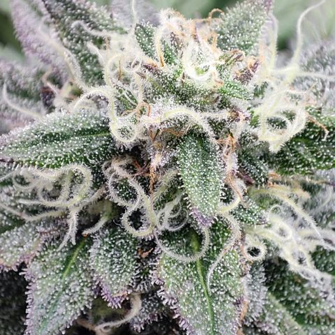 Watermelon growlog timeline photo