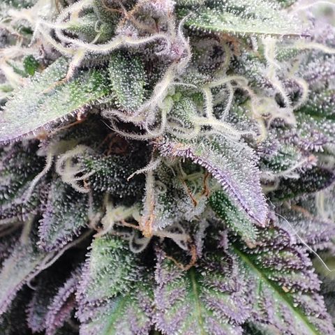 Watermelon growlog timeline photo