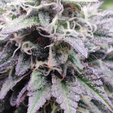 Watermelon growlog timeline photo