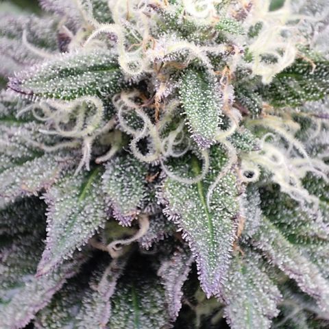 Watermelon growlog timeline photo