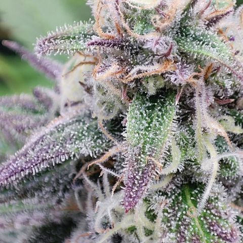 Shogun growlog timeline photo
