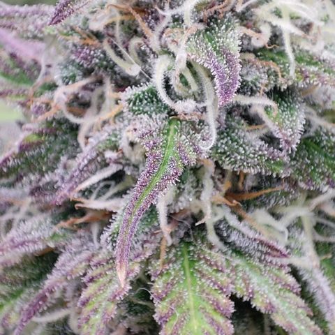 Shogun growlog timeline photo