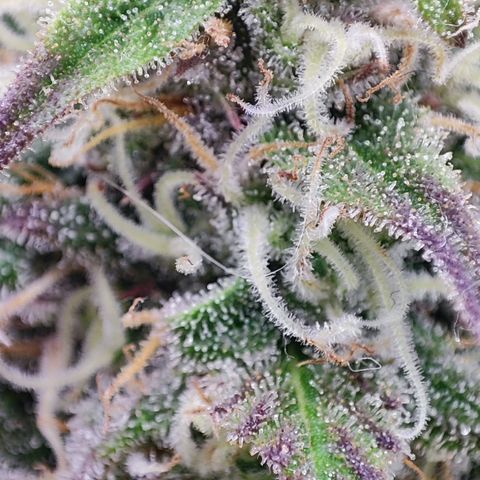 Shogun growlog timeline photo