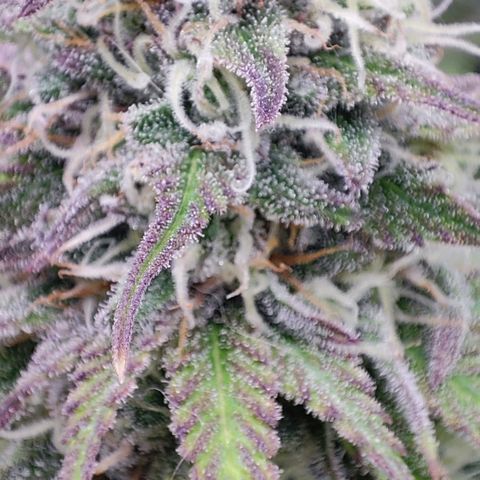 Shogun growlog timeline photo