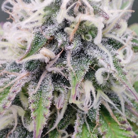 Critical growlog timeline photo