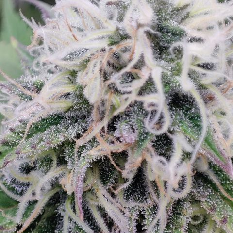 Critical growlog timeline photo