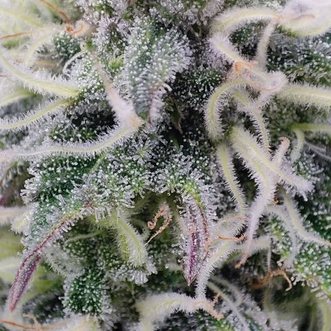 Critical growlog timeline photo