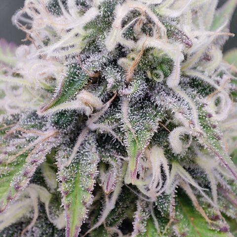 Critical growlog timeline photo
