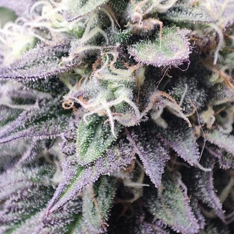 Watermelon growlog timeline photo