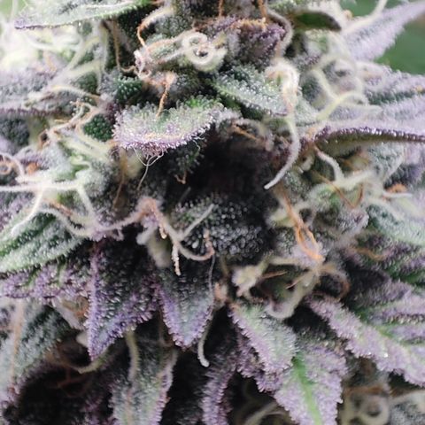 Watermelon growlog timeline photo