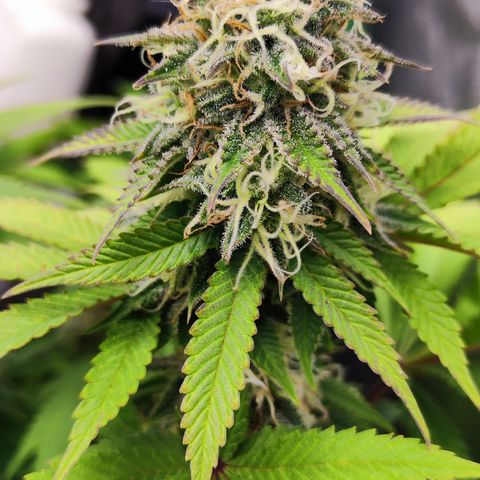 Critical growlog timeline photo