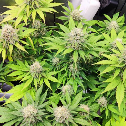 Critical growlog timeline photo