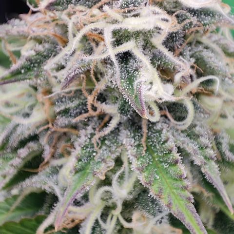 Critical growlog timeline photo