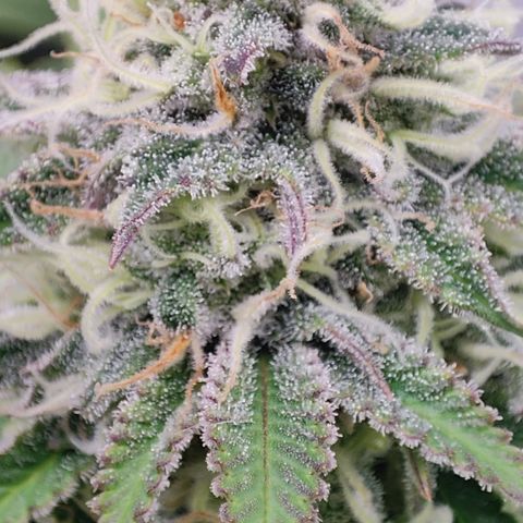 Critical growlog timeline photo