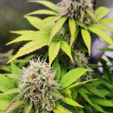 Critical growlog timeline photo