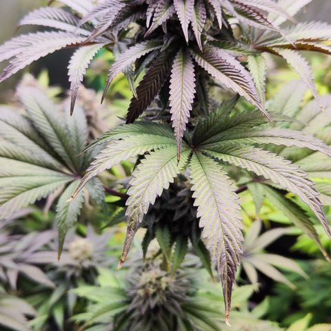 Watermelon growlog timeline photo
