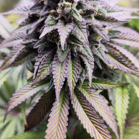 Watermelon growlog timeline photo