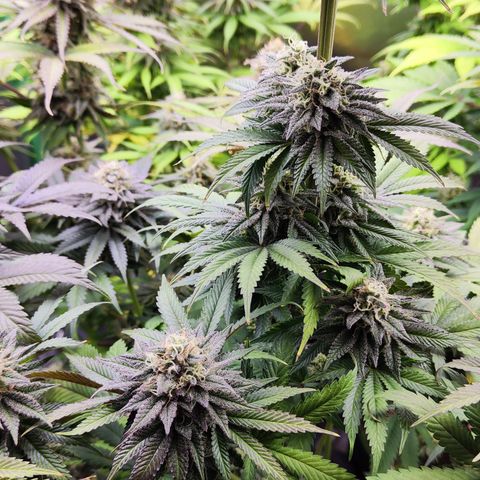 Watermelon growlog timeline photo