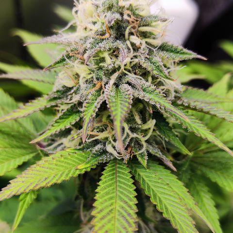 Critical growlog timeline photo