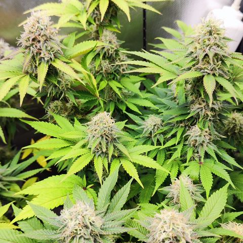 Critical growlog timeline photo