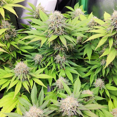 Critical growlog timeline photo