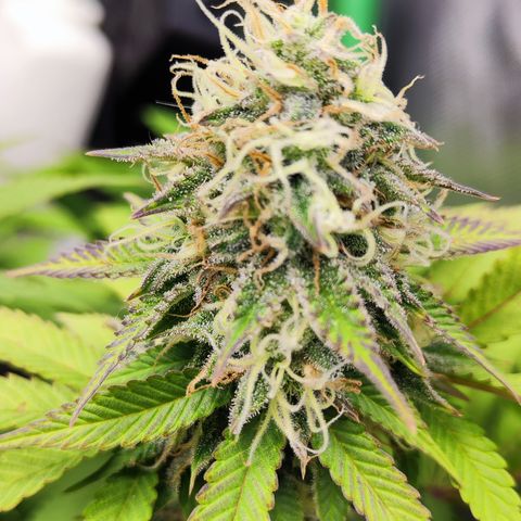 Critical growlog timeline photo
