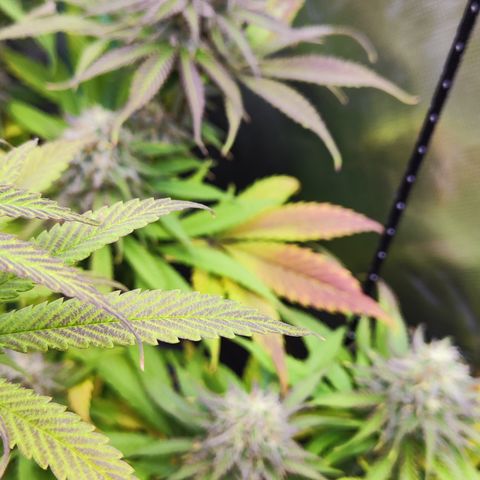 Shogun growlog timeline photo
