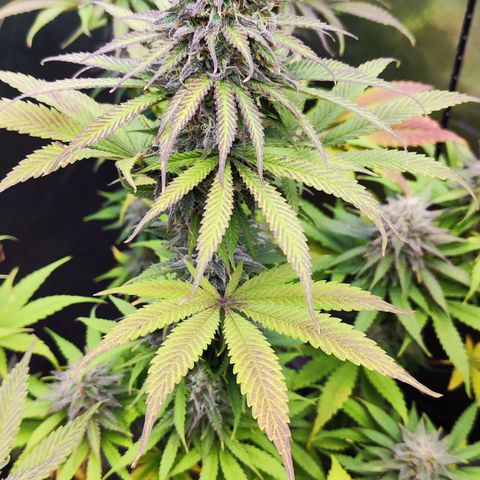 Shogun growlog timeline photo