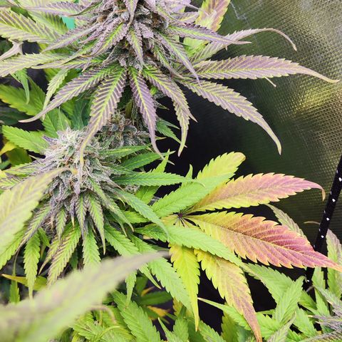 Shogun growlog timeline photo