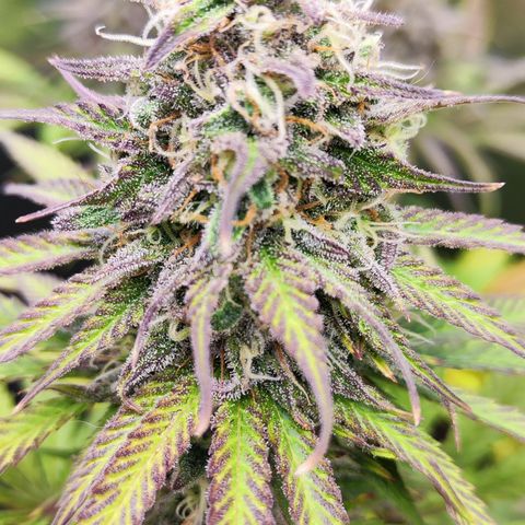 Shogun growlog timeline photo