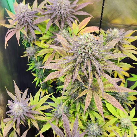 Shogun growlog timeline photo