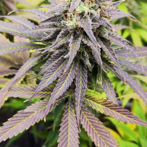 Shogun growlog timeline photo