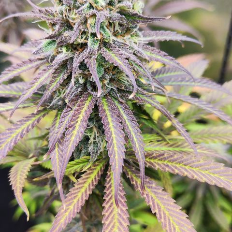 Shogun growlog timeline photo