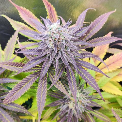 Shogun growlog timeline photo