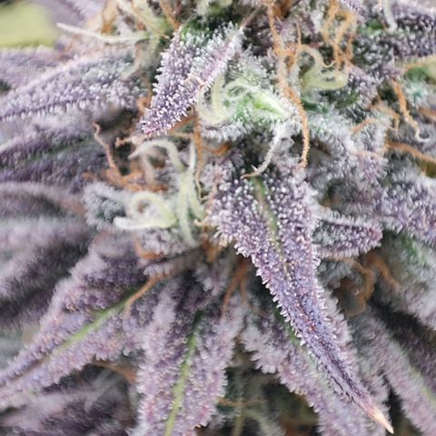 Shogun growlog timeline photo
