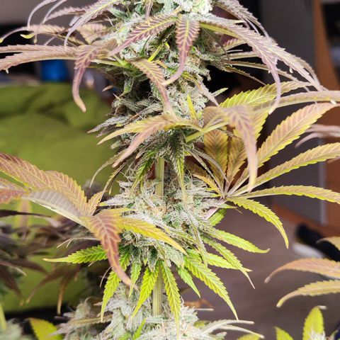Shogun growlog timeline photo