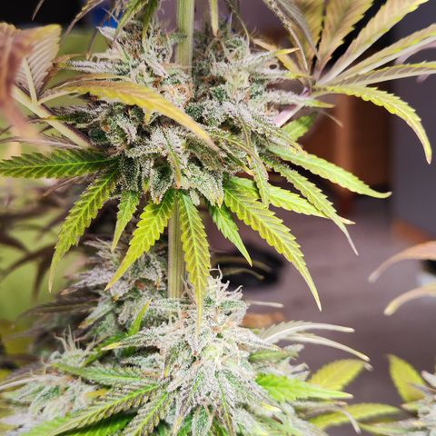 Shogun growlog timeline photo