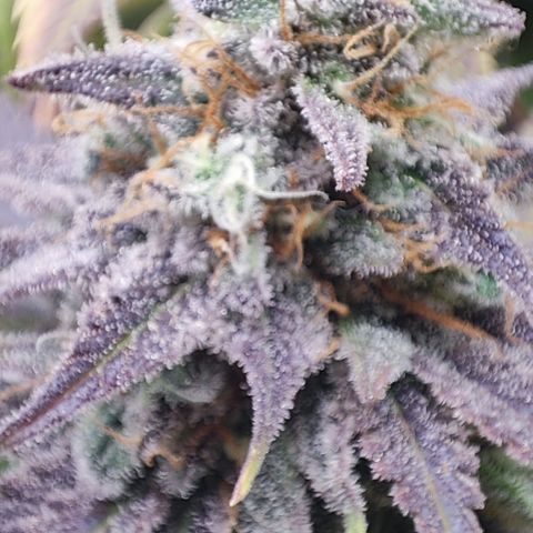 Shogun growlog timeline photo