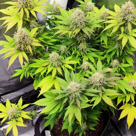 Critical growlog timeline photo