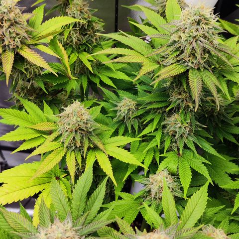 Critical growlog timeline photo