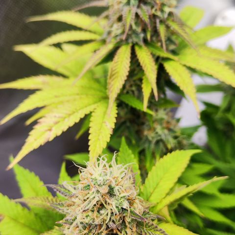 Critical growlog timeline photo