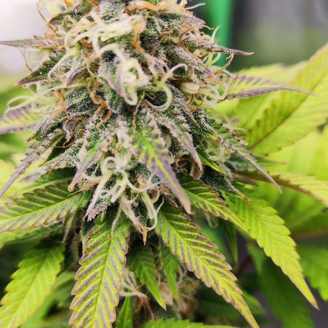 Critical growlog timeline photo