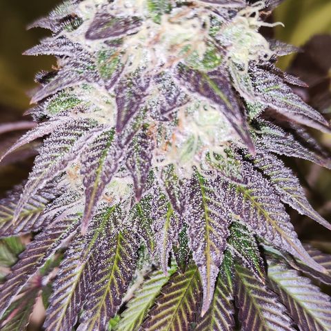 Watermelon growlog timeline photo