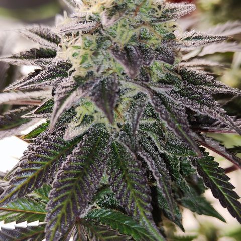 Watermelon growlog timeline photo