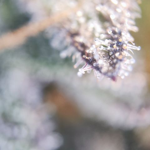 Watermelon growlog timeline photo