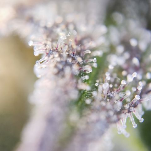 Watermelon growlog timeline photo