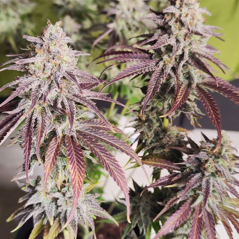 Shogun growlog timeline photo